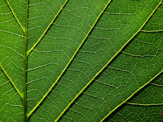 green leaf texture