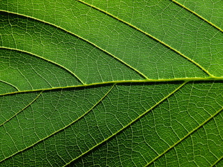 Fototapeta na wymiar detail of green leaves texture macro style