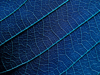 Fototapeta na wymiar vein of blue leaf texture