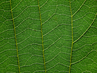 Obraz premium green leaf texture