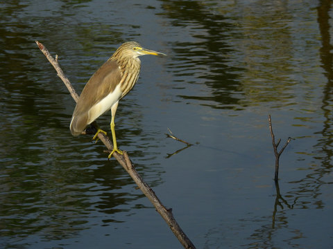 Chinese Pond Heron (Ardeola bacchus) bird stand on the branch in water with reflection of trees