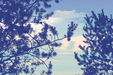 pine tree, branches silhouette and clouds. detailed vector illustration