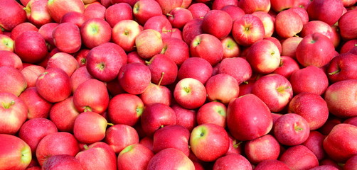 Äpfel - Apfelbäume -  Apfelernte in Südtirol