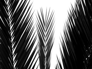 Obraz premium piękny liść palmy na białym tle