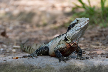 wartender Leguan 