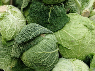 Fototapeta premium Raw savoy cabbage source of folic acid as leafy vegetable background. Fresh savoy cabbage head in supermarket. Savoy cabbage from organic farm lot of folic acid. Whole green cole with curling leaves.