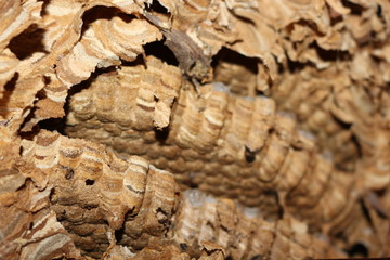 Vespiary. Visible moves and honeycombs for wasps