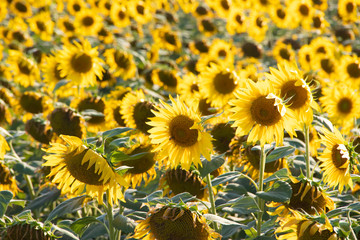 A field of sunflowers. Big yellow flowers field. Flowers with seeds.