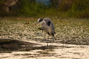 Heron on one leg