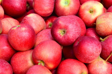 Fototapeta na wymiar Viele reife rote Äpfel in einer Kiste nach der Apfelernte in Südtirol