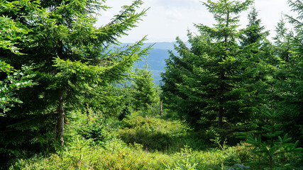 Fototapeta premium Typical mountain spruce forest in The Orlicke Mountains, mountain range, Czech Republic