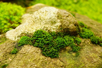 叡智の杜　苔の里