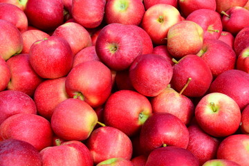 Apfelbaum - Äpfel - Apfelernte - Hintergrund und Textur