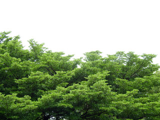 green leaf of tree at spring season on white background