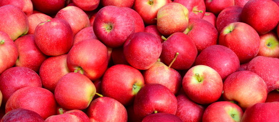 Apfelbaum - Äpfel - Apfelernte - Hintergrund und Textur