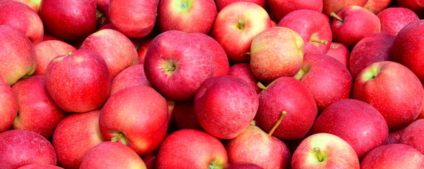 Viele reife rote Äpfel in einer Kiste nach der Apfelernte in Südtirol