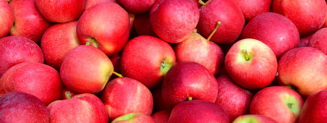 Apfelbaum - Äpfel - Apfelernte - Hintergrund und Textur