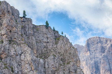 Fototapeta na wymiar Trees on a mountain ridge on a rock wall