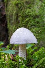 Destroying angel mushroom in a forest