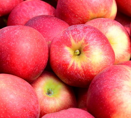 Apfelbaum - Äpfel - Apfelernte - Hintergrund und Textur