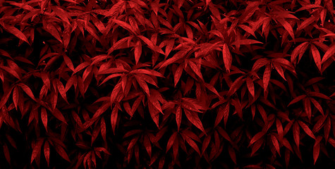 red leaves of bush texture - Powered by Adobe