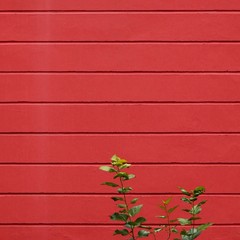 red wall with green tree