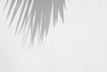 abstract shadow of beautiful palm leaves on white background