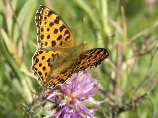 butterfly in the sun