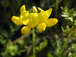 yellow  flower
