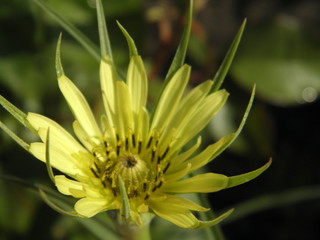 yellow flower