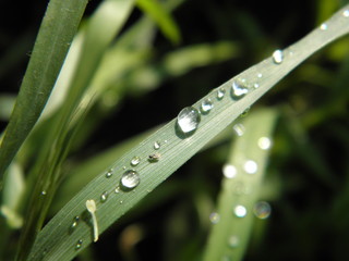 drops on the grass