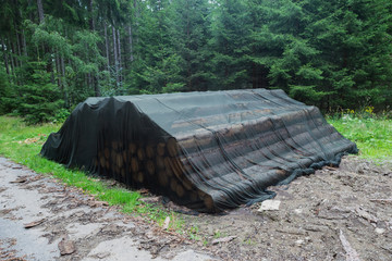 Bark beetle infection cut trees forest pink paint net