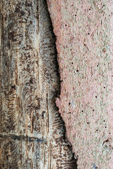 Spruce pine tree bark beetle tunnels infection bark close-up