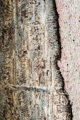 Spruce pine tree bark beetle tunnels infection bark close-up