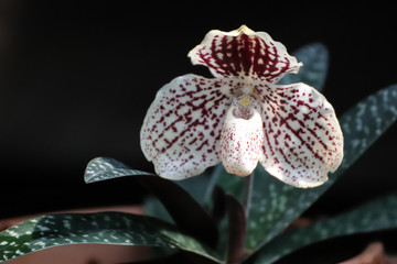 orchid on green background