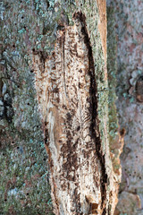 Spruce pine tree bark beetle tunnels infection bark close-up
