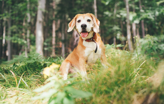 Cute beagle purebred dog portrait sitting on the forest glade.