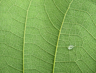 green leaf with water drop