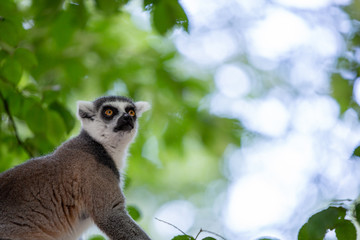 Ring-tailed lemur