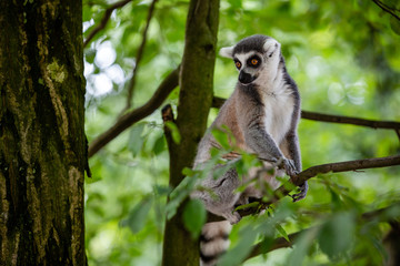Ring-tailed lemur