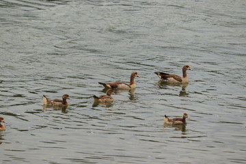 Entenfamilie am Rhein bei Philippsburg