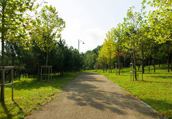 Fototapeta na wymiar walkway with tree in green park