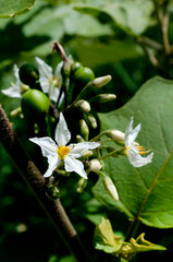 セイバンナスビの花と青い実