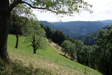 Fototapeta na wymiar Wandern im Schwarzwald durch Wald und an Flüssen