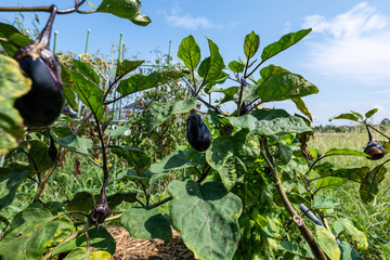 自家菜園のなすび