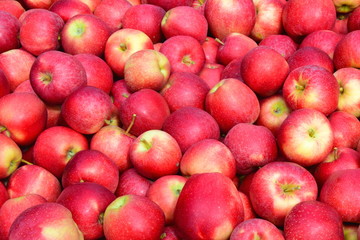 Fototapeta na wymiar Hintergrund rote leckere Äpfel nach der Apfelernte - Textur