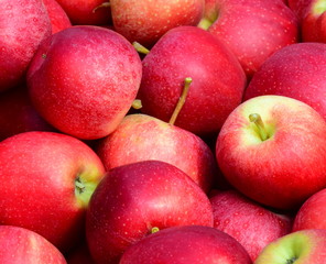 Apfel - rote Äpfel - Apfelernte - Hintergrund und Textur