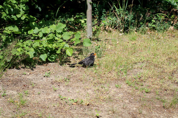 Amsel am Boden eines Waldes