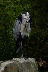 Grey heron standing on one leg on a stone and looking straight into the camera