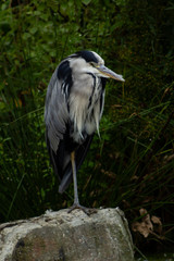 Grey heron standing on one leg on a rock with plants in the background